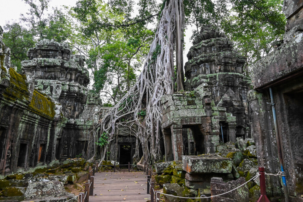 Des rasines de fiquier dans le temple Ta Prohm pour circuits à Siem Reap​.