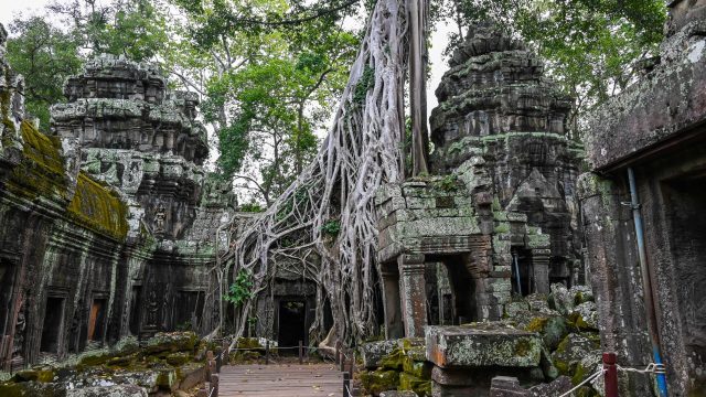 Des rasines de fiquier dans le temple Ta Prohm pour circuits à Siem Reap.